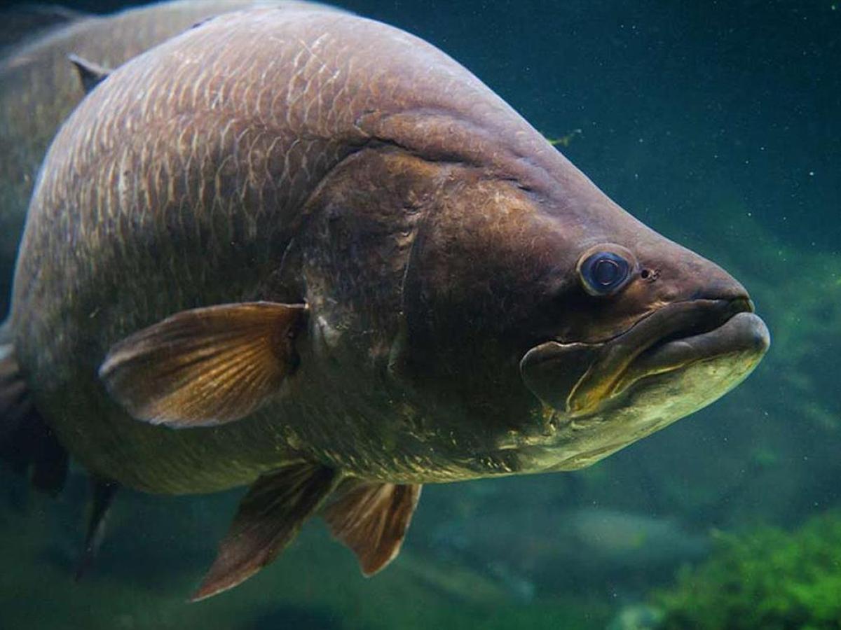 a fish swimming under water