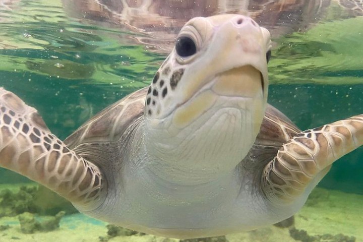 a turtle swimming under water